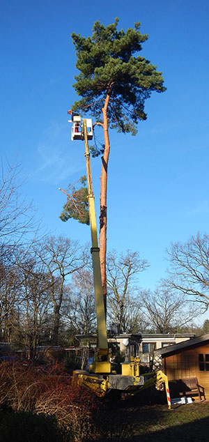 Hebeb&uuml;hne Baumdienst Sch&ouml;neiche